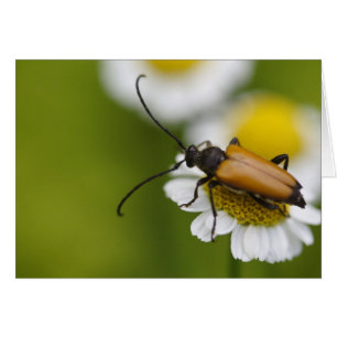 Stictoléptura rubra