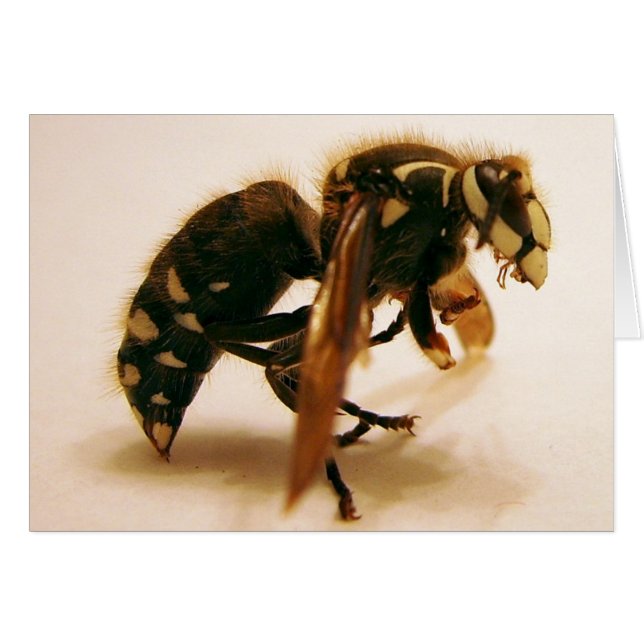 Stinger 16 (Devant horizontal)