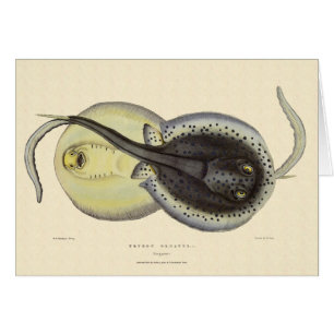 Stingrais vintages, Animaux De L'Océan Marin