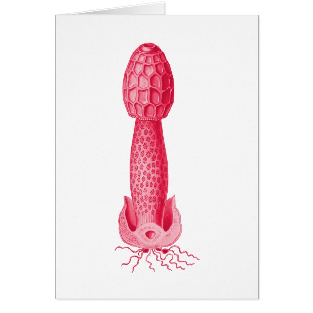 Stinkhorn (Devant)