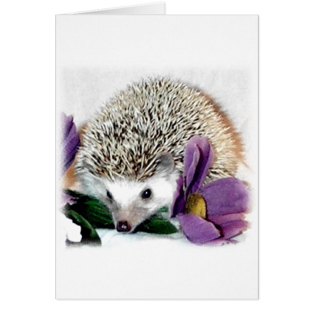 Stormy the Hedgehog (Devant)