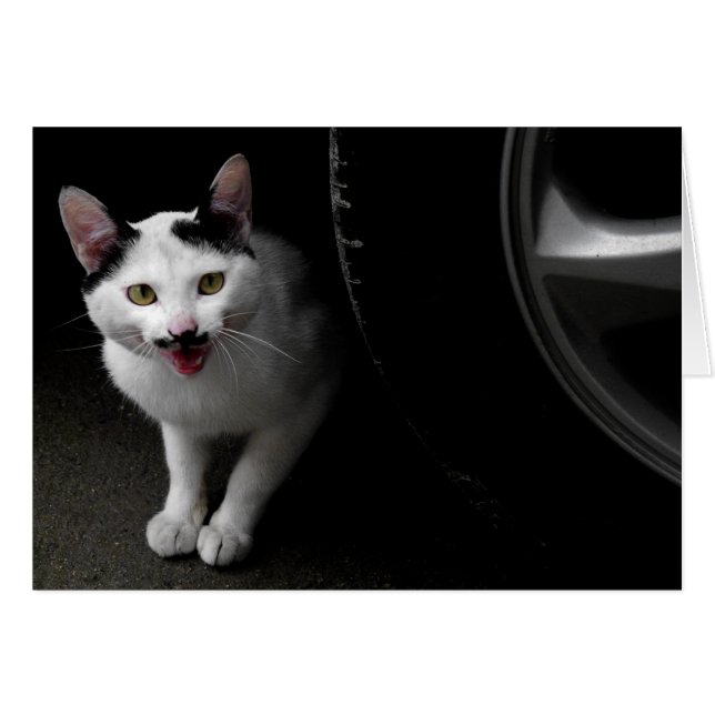 Stray Chat avec Moustache (Devant horizontal)