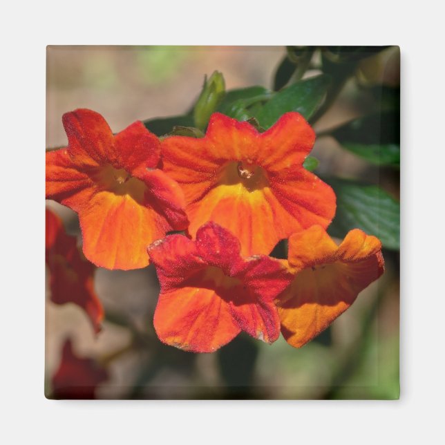 Streptosolen jamesonii Fire Bush Flower Magnet (Devant)