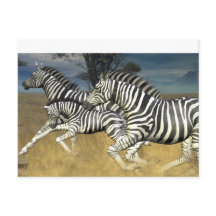 Stripes de course - Carte postale Zebra
