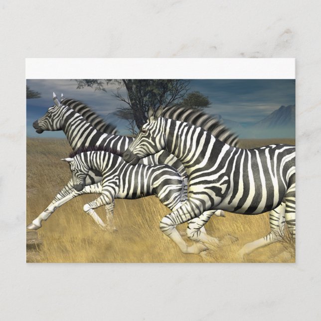 Stripes de course - Carte postale Zebra (Devant)