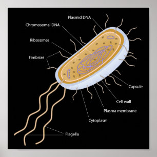 Structure of a bacterial cell Poster
