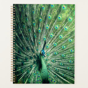 Strut Peacock