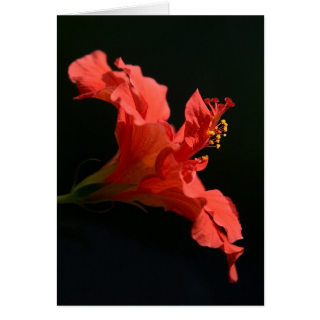 Stunning Hibiscus Flower (Devant)