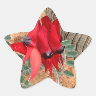 Sturt's Desert Pea étoile autocollant