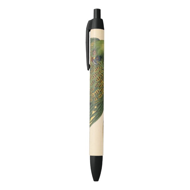 Stylo Noir James Sowerby Parrot terrestre, Psittacus terrestr (Haut (Vertical))