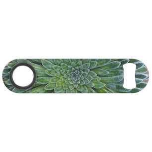Succulent plante du désert