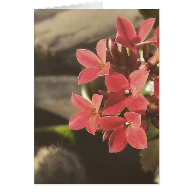 Succulents florissants dans mon jardin (Devant)