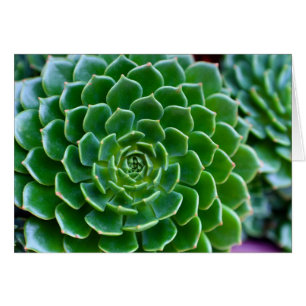 Succulents - plante Echeveria