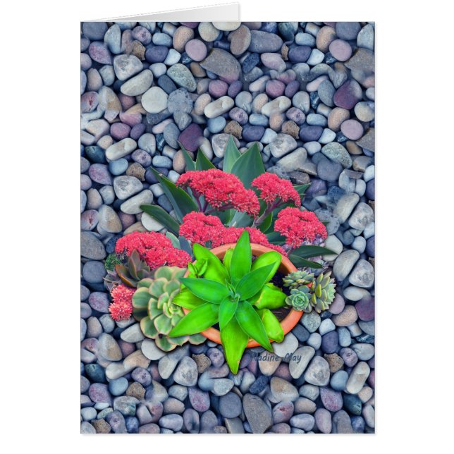 succulents sur un lit de rivière (Devant)