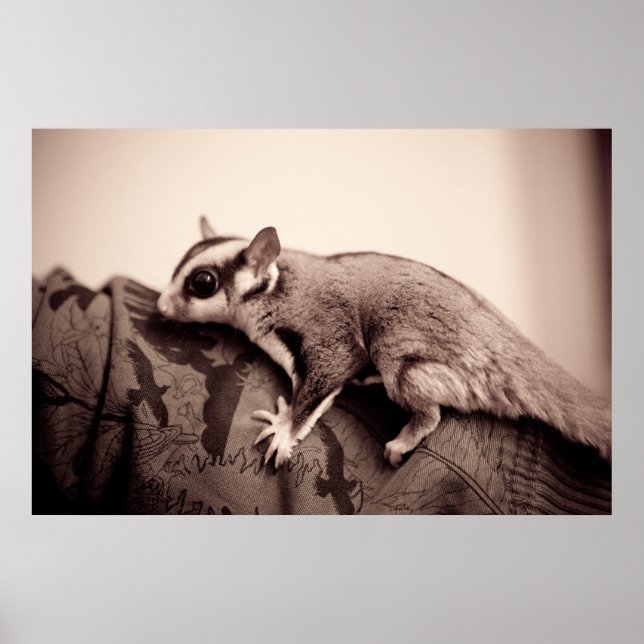 Sugar Glider poster (Devant)
