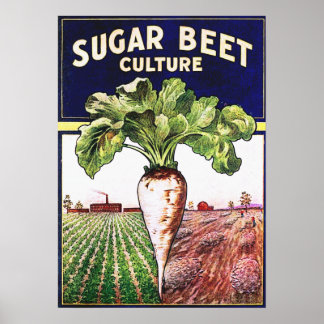 Suger Beet Culture Poster vintage