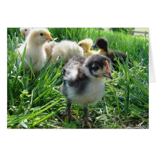 Suivez Le Leader (Devant horizontal)