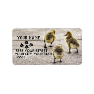 Suivez les étiquettes de adresse de canards