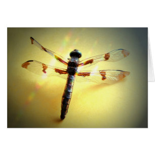 Suivre La Lumière - Dragonfly Only
