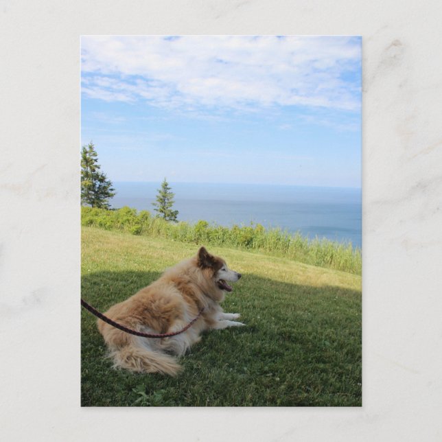 Suka Profitant De La Carte Postale Cape George (Devant)