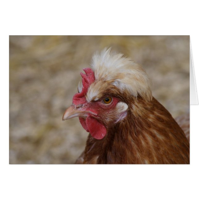 Sulmtaler Hen (Devant Horizontal)