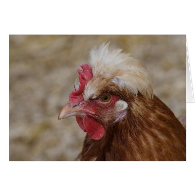 Sulmtaler Hen (Devant horizontal)