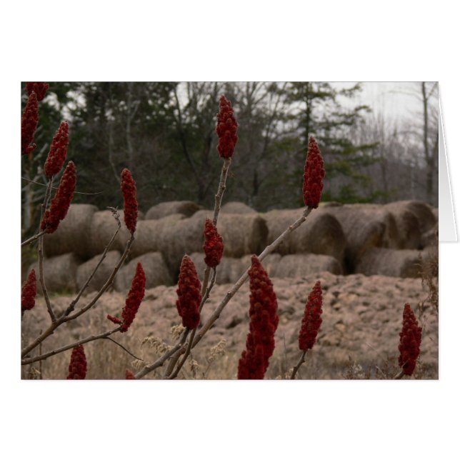 Sumacs et foin (Devant horizontal)