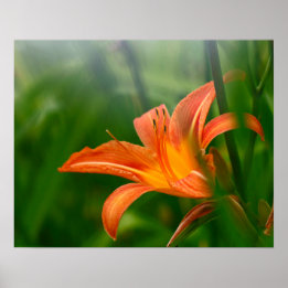 Summer Daylily Print, Value Poster Paper (Matte)