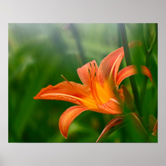 Summer Daylily Print, Value Poster Paper (Matte) (Devant)