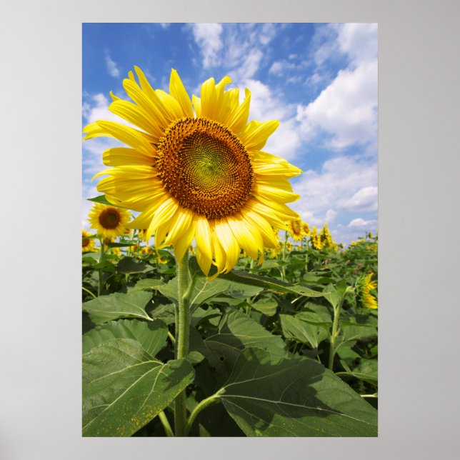 Summer Yellow Sunflower Photo Nature Poster (Devant)