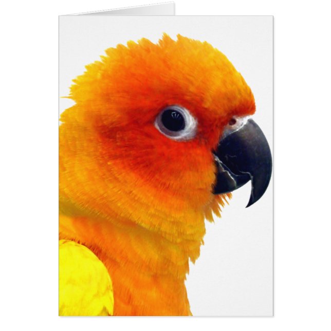 Sun brillant Conure (Devant)