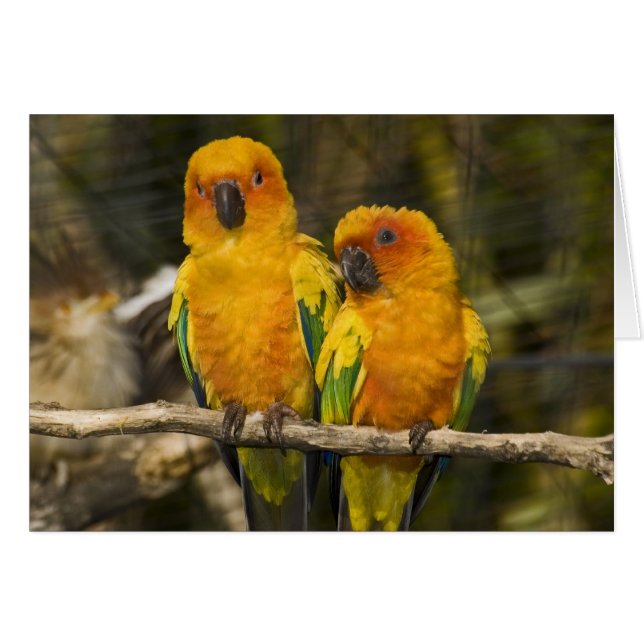 Sun Conure (Devant horizontal)