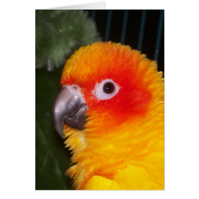 Sun Conure (Devant)