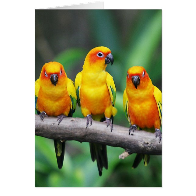 Sun Conures (Devant)