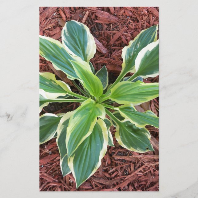 Sun Hosta (Devant)