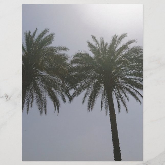 Sun Trees Egypt. (Devant)