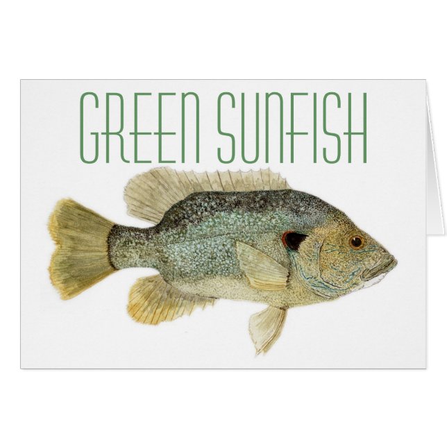 Sunfish vert (Devant Horizontal)