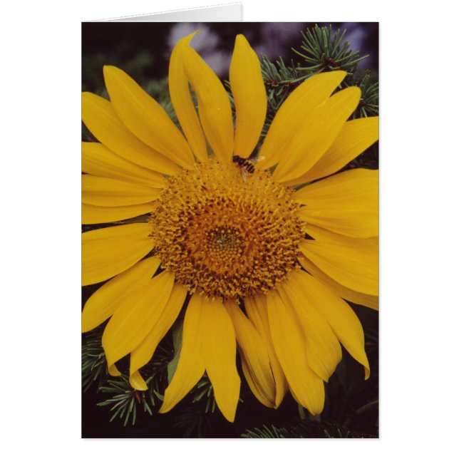 Sunflower Bee Green Pine Branches Carte de voeux (Devant)