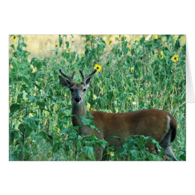 Sunflower Buck (Devant horizontal)