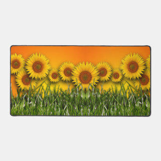 Sunflower Field Sunrise Dawn Sky Green Grass