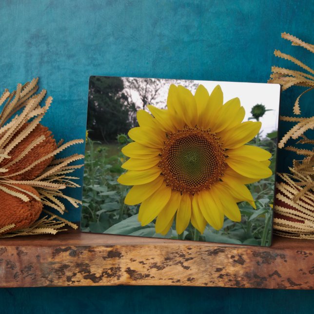Sunflower Photo Plaque 8x10 with Stand for Display (Côté)