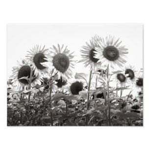 Sunflower Photographie d'art noir et blanc
