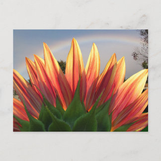Sunflower Rainbow ~ carte postale