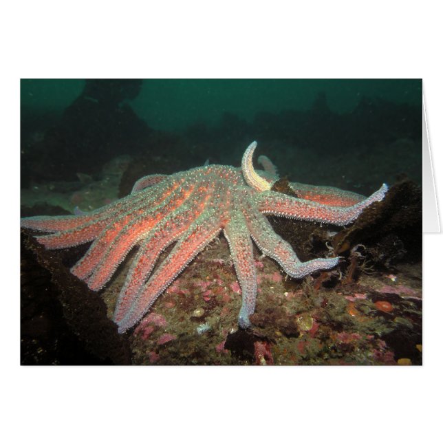 Sunflower Sea Star - Carte (Devant horizontal)
