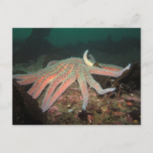 Sunflower Sea Star - Carte postale