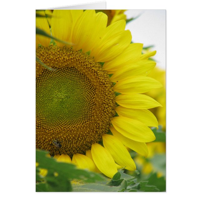Sunflower Summer Series (Devant)
