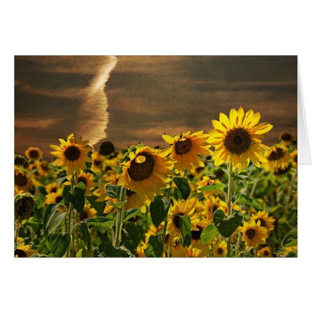 Sunflower Sunset (Devant horizontal)