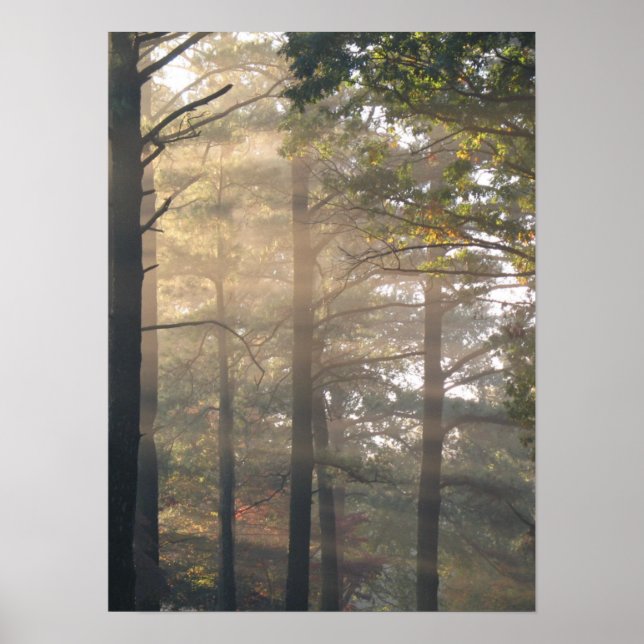Sunlight Through the Trees Poster Print (Devant)