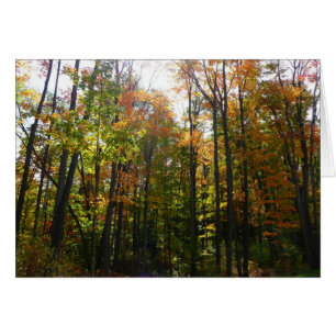 Sunlit Fall Forest Paysage d'automne