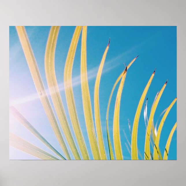 Sunny Palm Tree Leaf Poster (Devant)